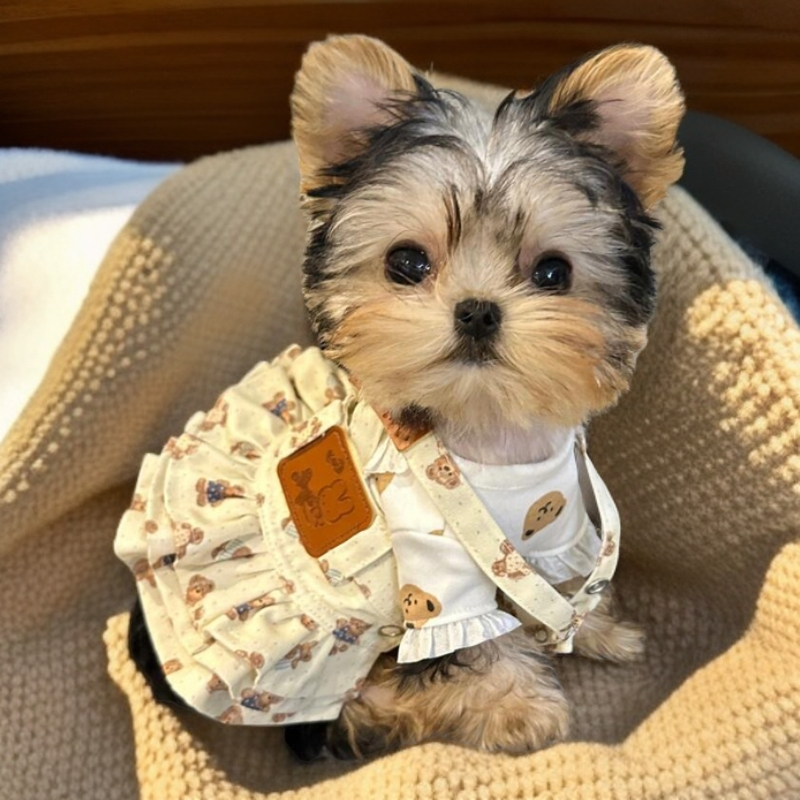 【奶汪】纯种萌宠约克夏小狗小体茶杯约克夏犬宠物狗小型犬