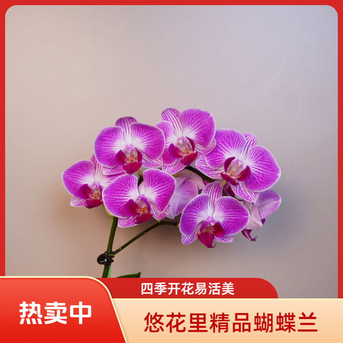 《花漫里基地》蝴蝶兰（富贵鸟）3.5寸全花开花珠发货
