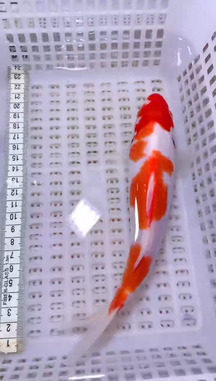 锦鲤血统锦鲤全场包邮37