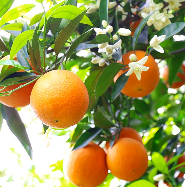 【表皮不好看，口感一样，不带叶】花皮伦晚脐橙湖北宜昌秭归产地直发