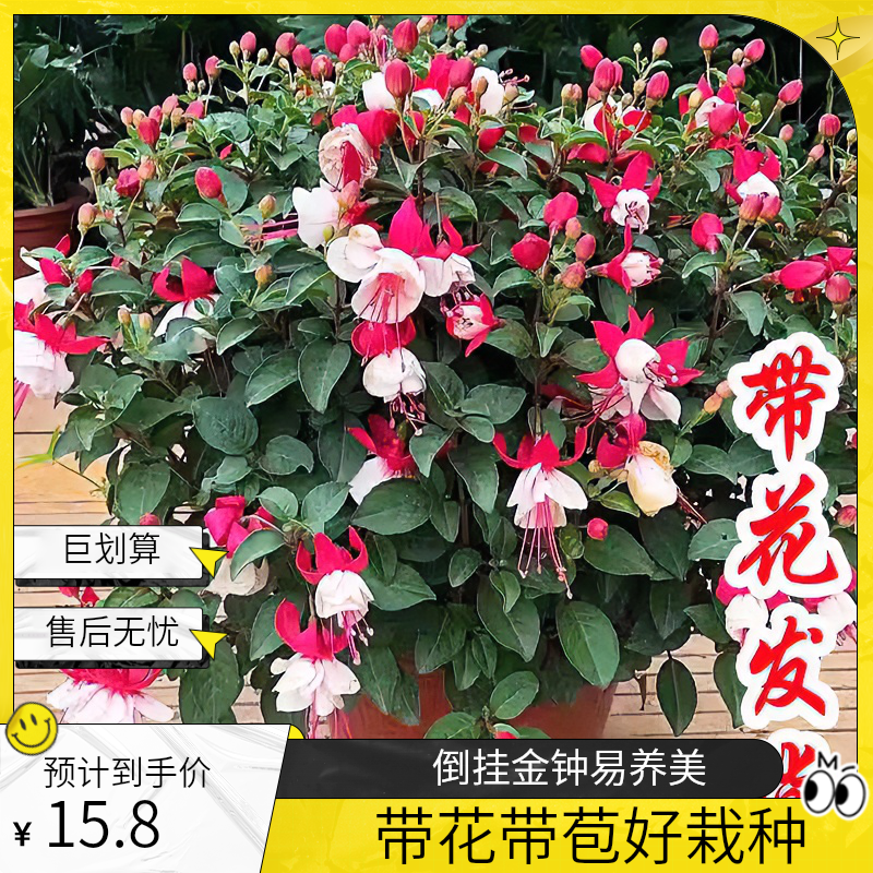 好养的倒挂金钟盆栽适合阳台庭院种植