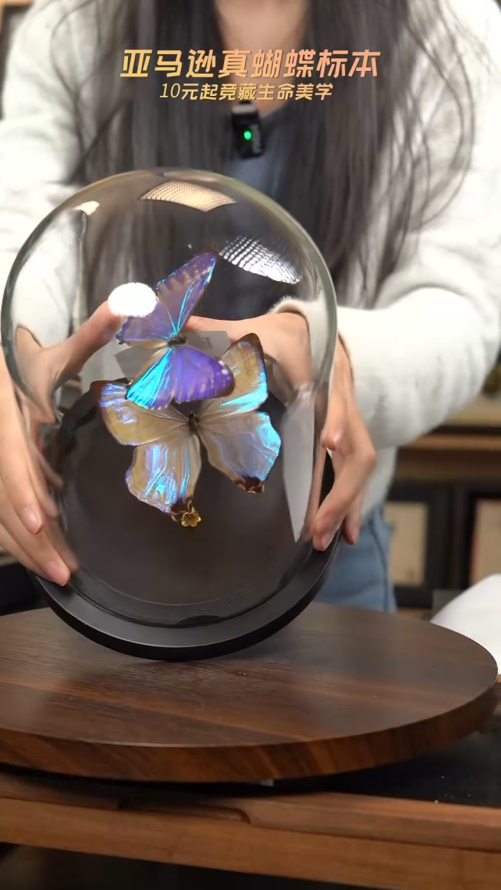 蝴蝶标本摆件竞拍e171
