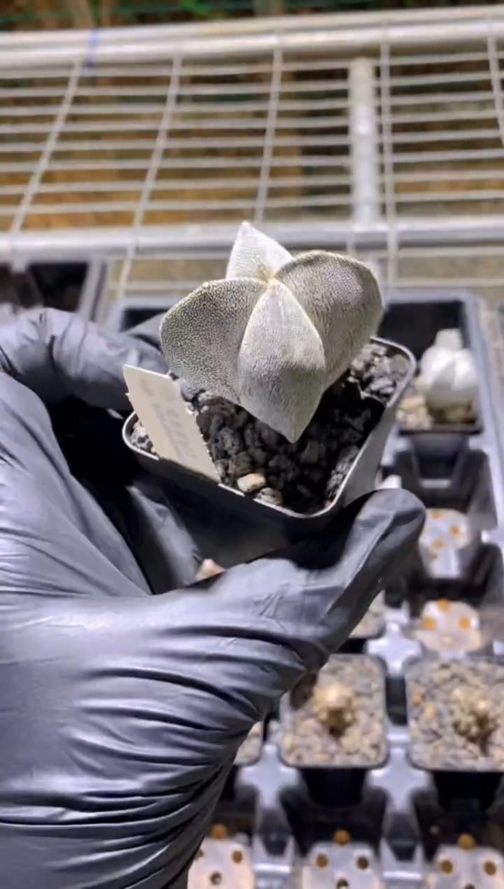 【闪购商品】恩冢鸾凤玉FB-1606