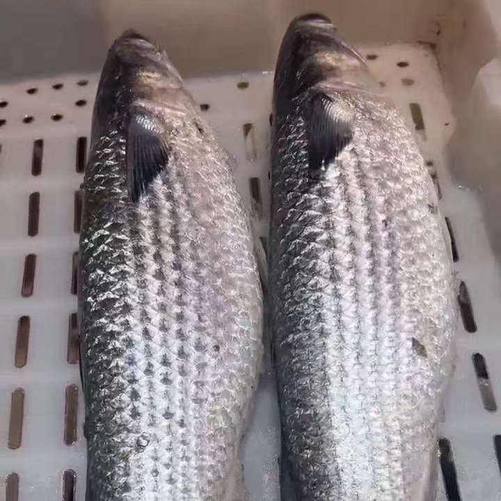 新鲜海捕  海枝鱼 鲜活速冻 2-3斤/条 到手2条 去内脏 冷链发货