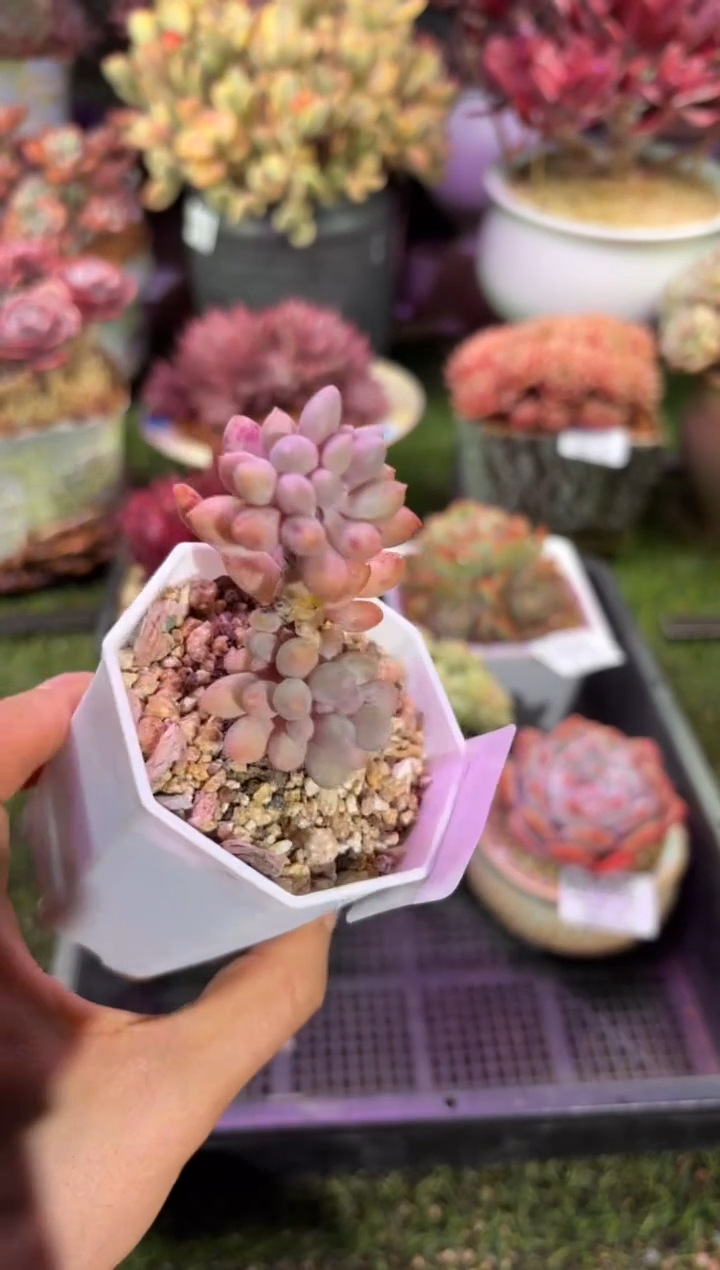 【闪购商品】03689