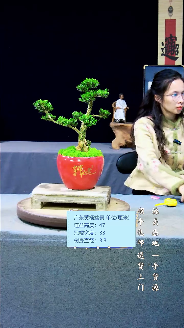 【闪购商品】黄杨盆景黄杨盆景