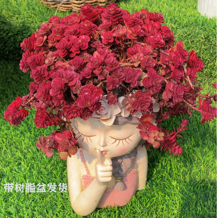 z大盆小球玫瑰  精品多肉 新手好养 带好盆好土 云南基地直发