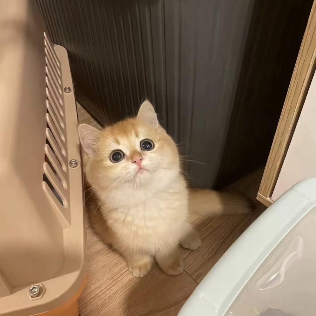 米朵猫咪专属链接