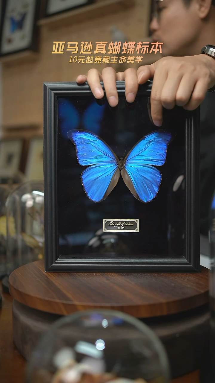 有机玻璃大蓝闪蝶黑绒底版10寸欧式框
