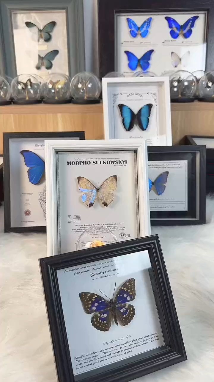 蝴蝶标本真实天然