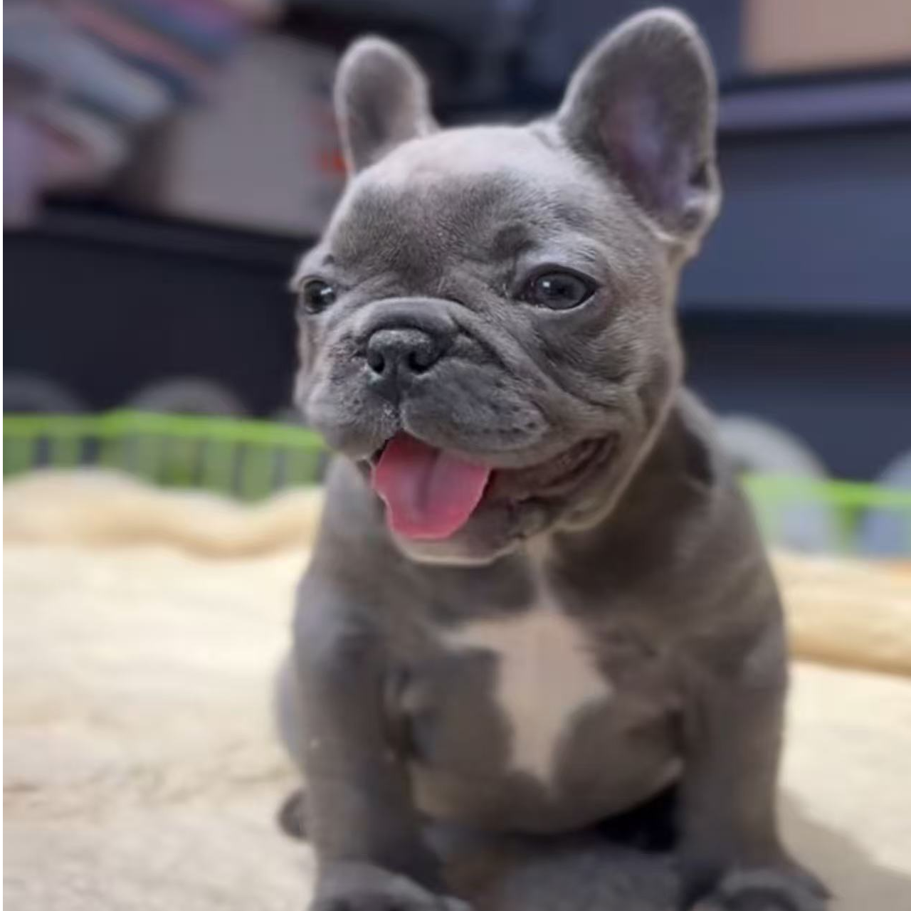 法斗法牛斗牛犬活体宠物出售【晴姐】