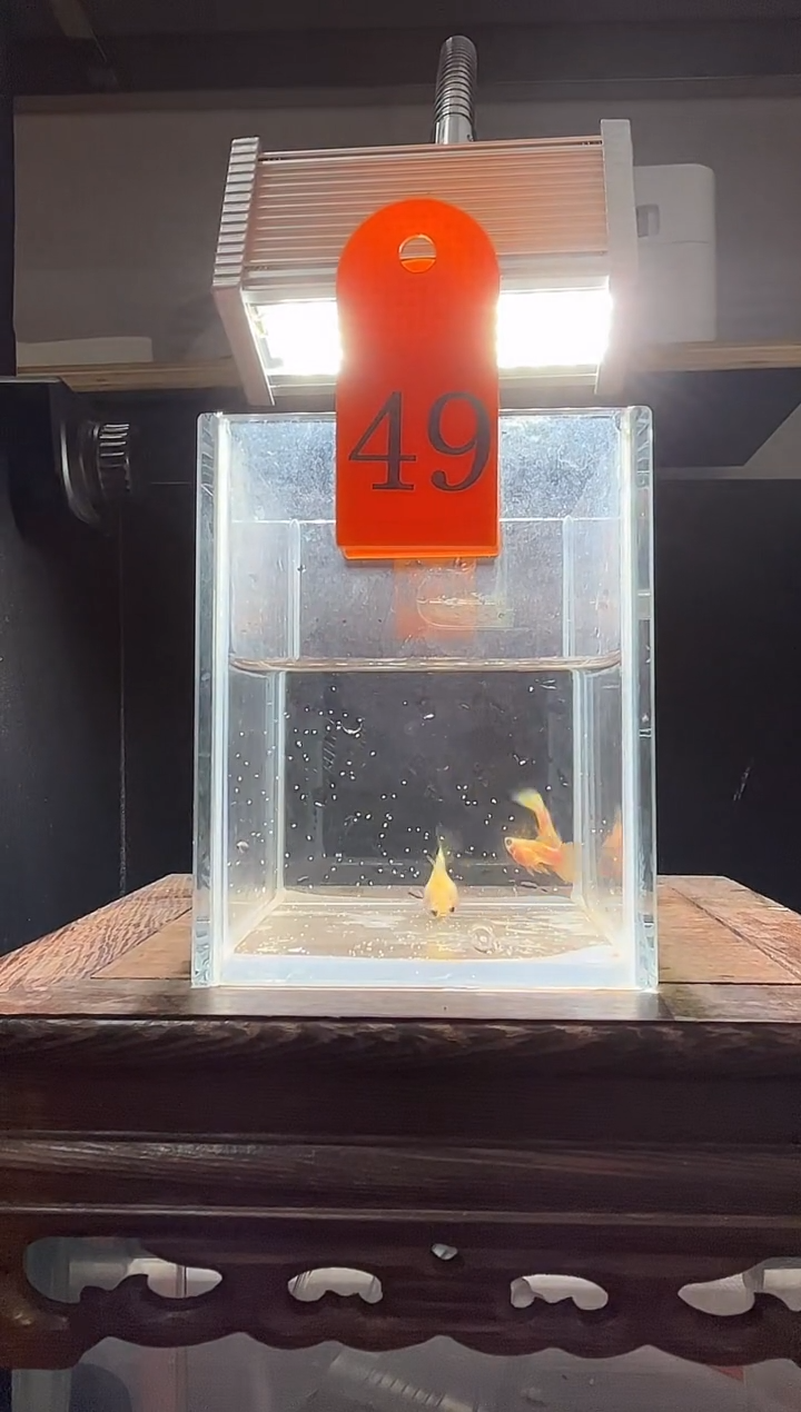 孔雀鱼幻彩玻璃猫短体编号49