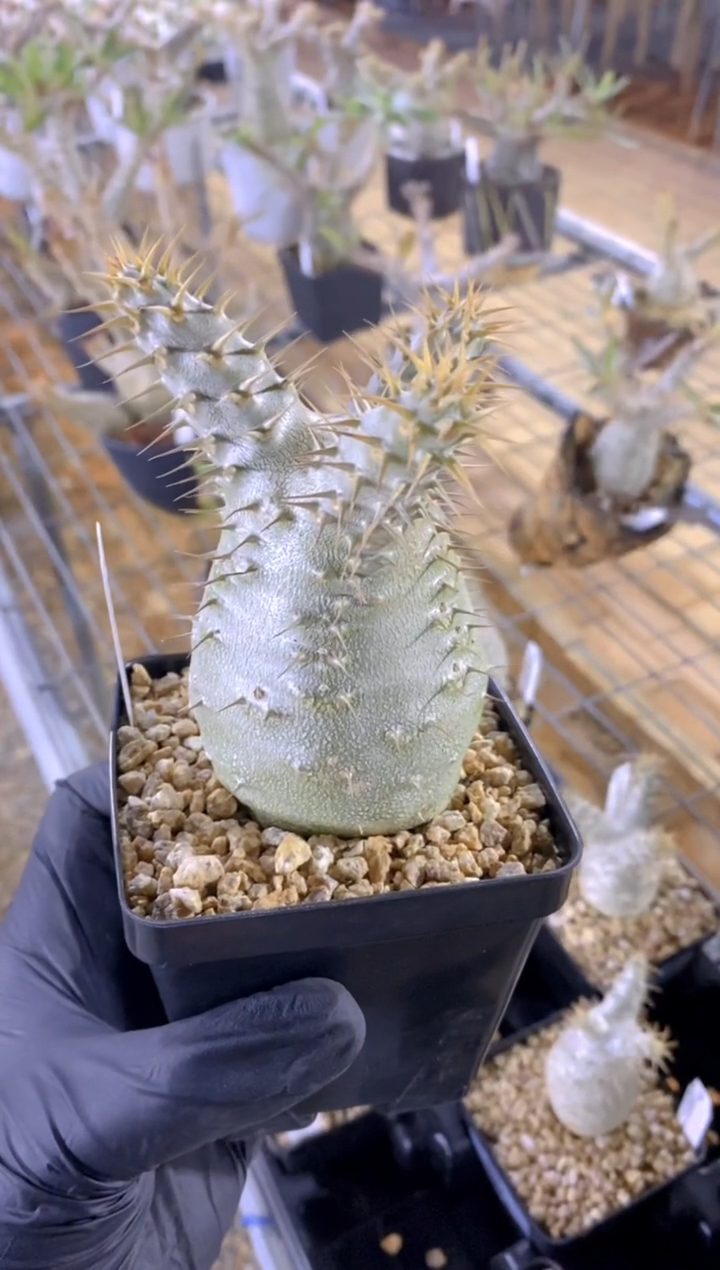 【闪购商品】象牙宫FB-1957