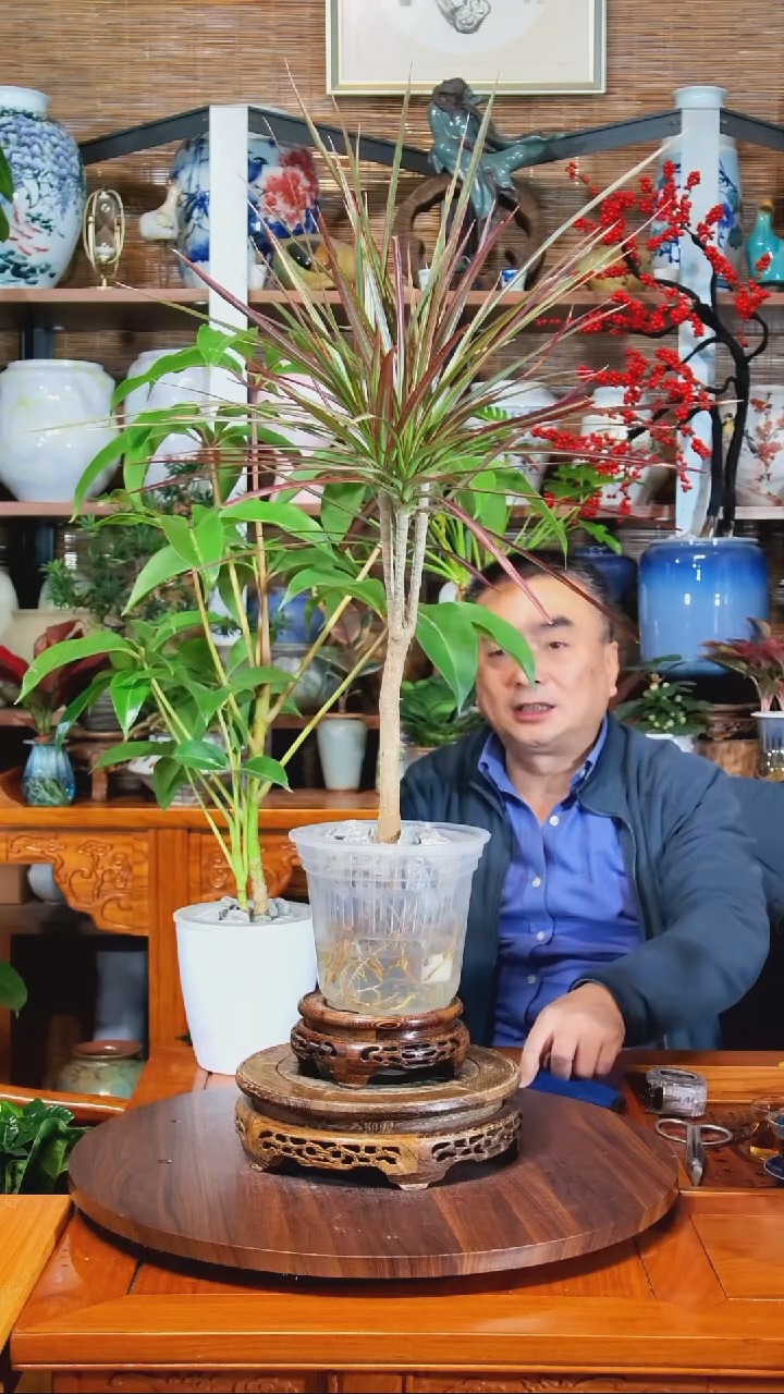 无花朵国***星水之韵水培千年木