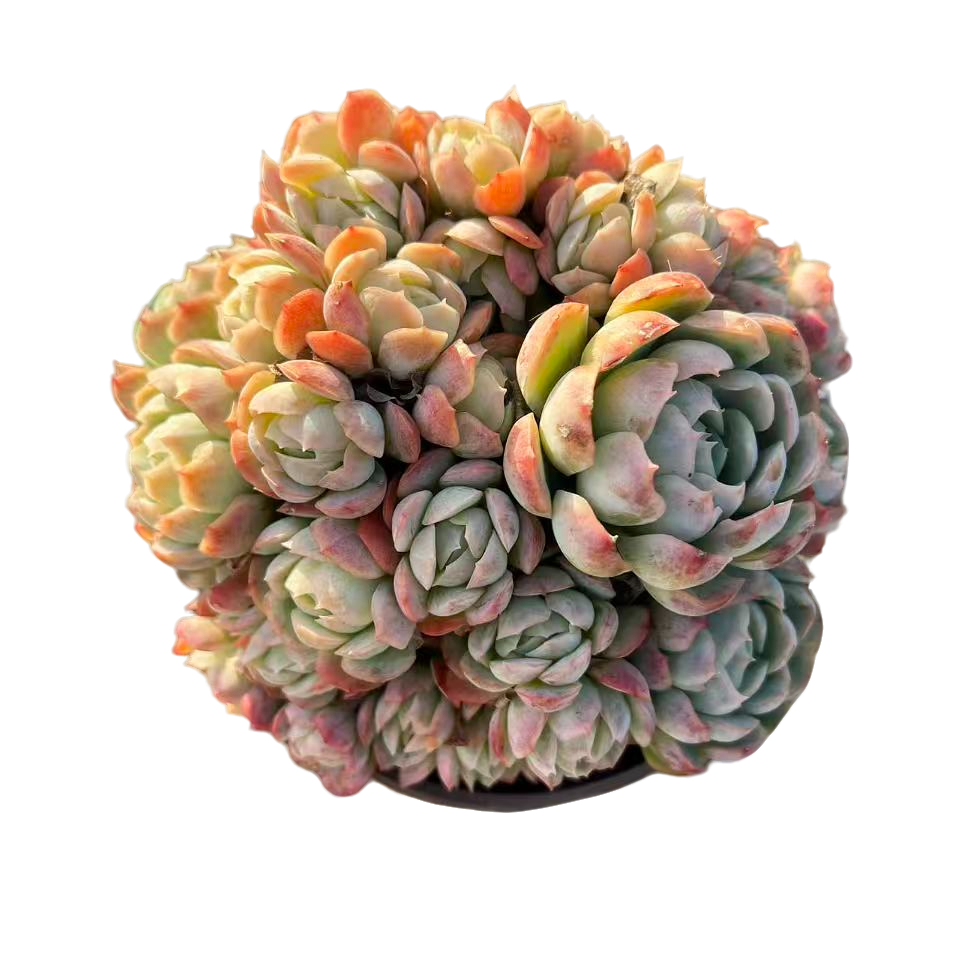 贝瑞带盆土3盆（传承多肉）多肉植物室内绿植净化空气