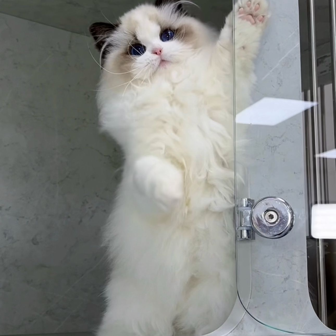【星星家】精品布偶猫