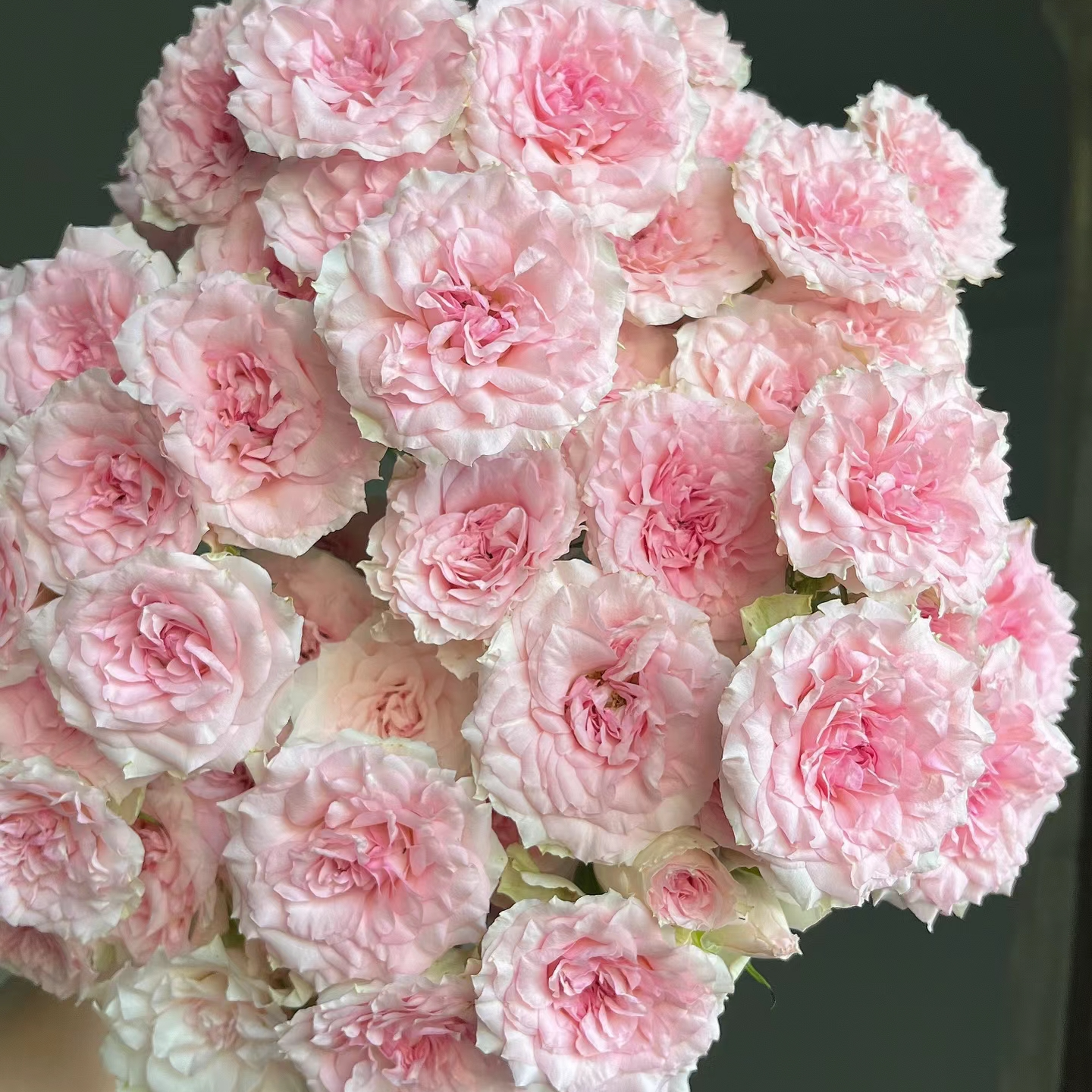 【月亮花圃】多头（情迷罗拉）玫瑰 云南鲜花基地直发