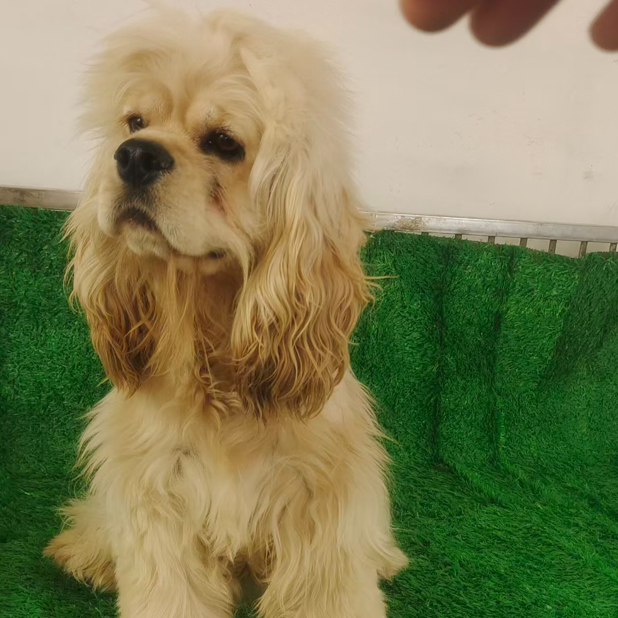 宠爱友佳M 美卡繁育基地