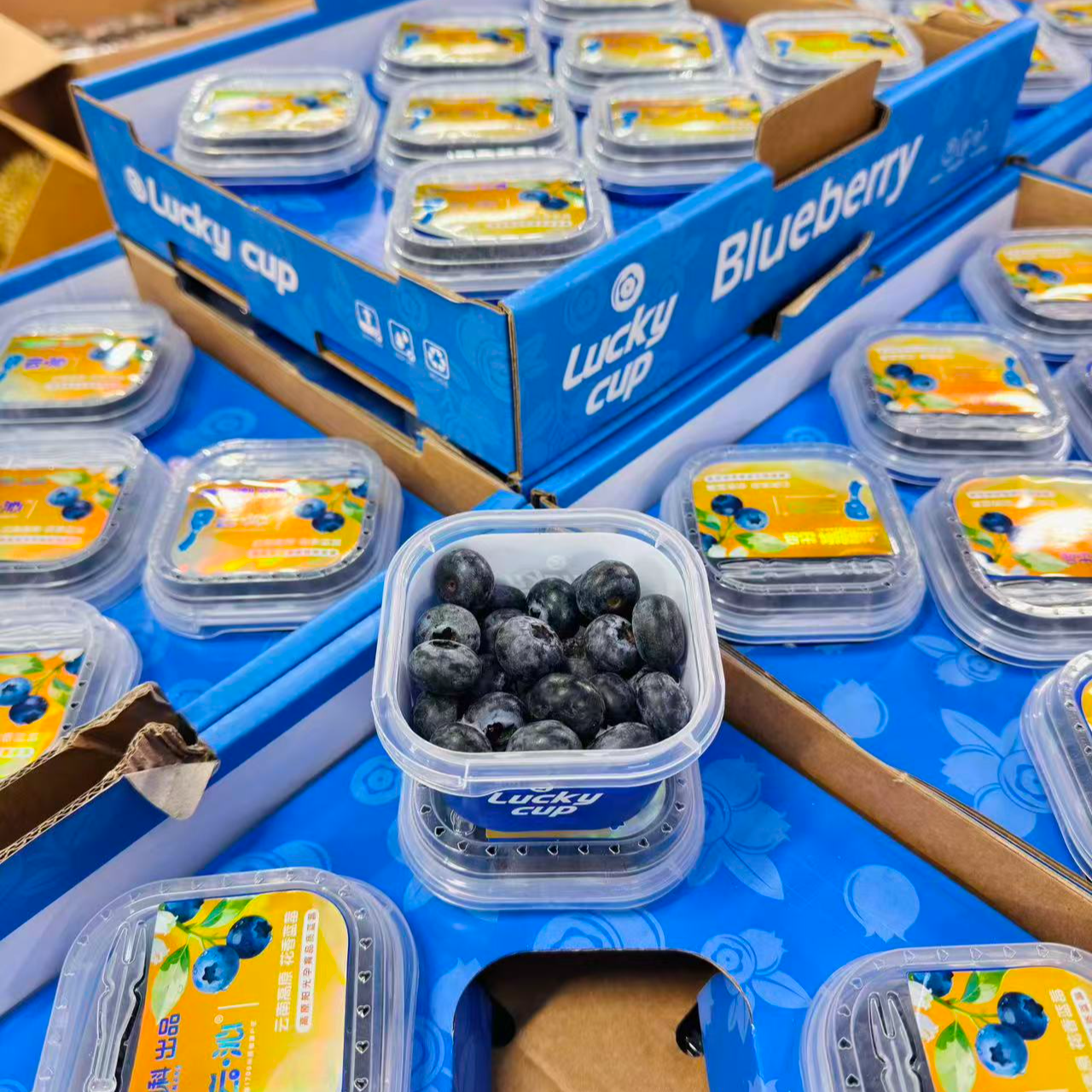 （呱呱达）云沁云南蓝莓云南省