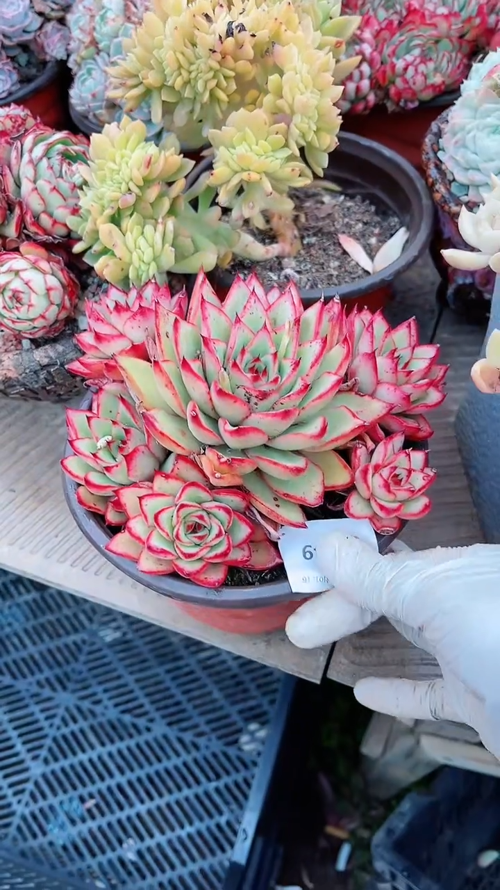 【闪购商品】16149