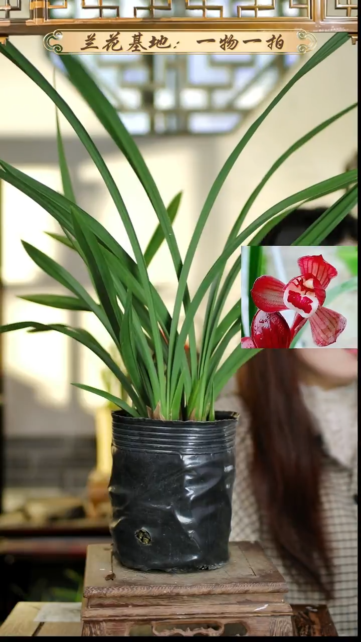 完全开放春剑红荷4花苞