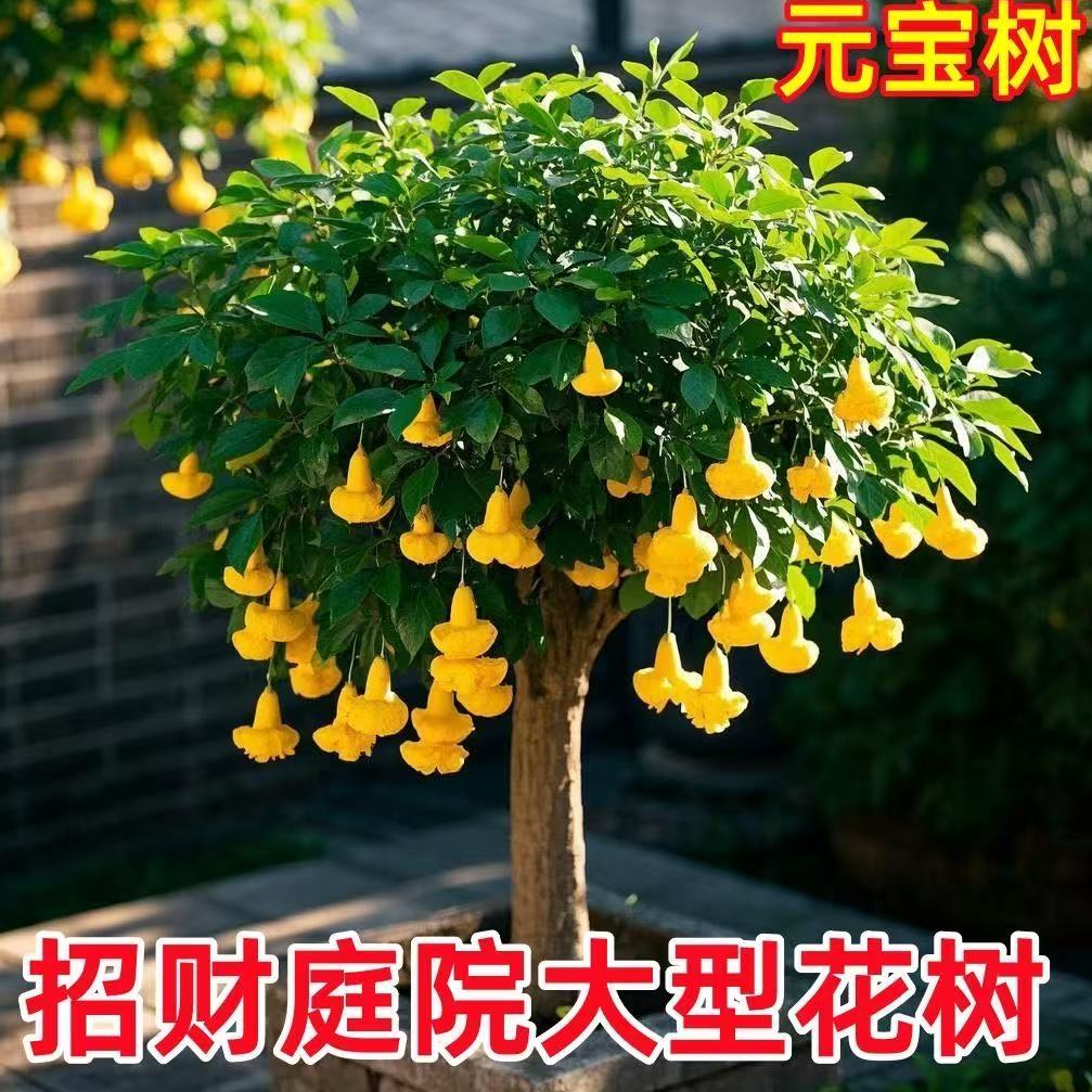 【招财元宝树】庭院大型花树耐热耐寒四季开花卉室外花园盆栽好养活