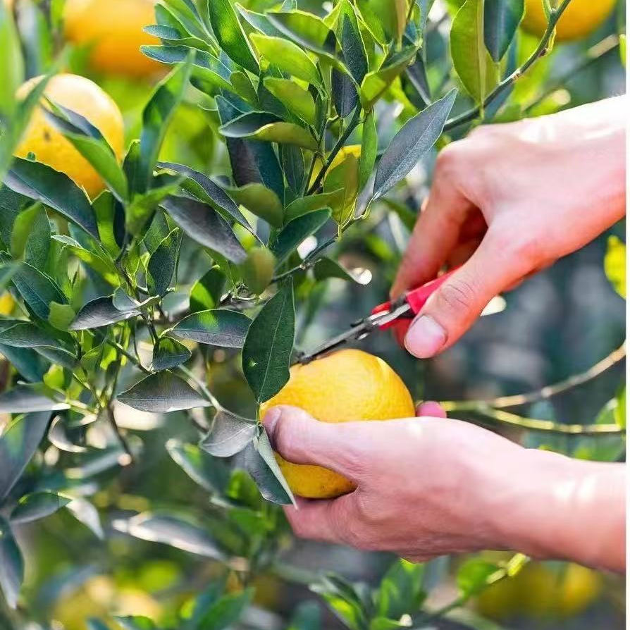 新会天马大红碎皮1斤装2025年新皮干皮