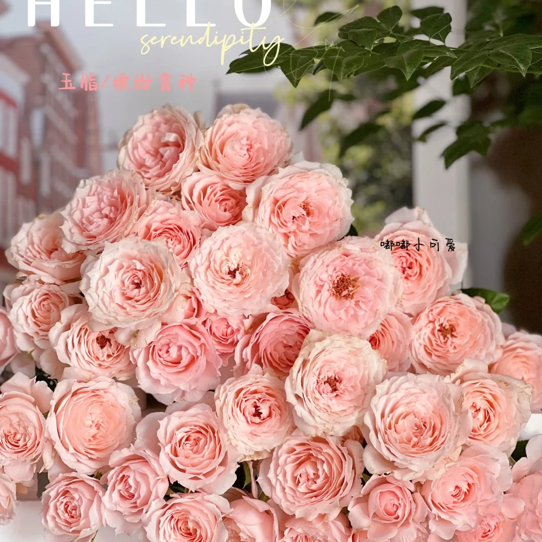 玉脂，多头玫瑰，1单冷链包邮，2单升级京东或者顺丰，远的发德邦   