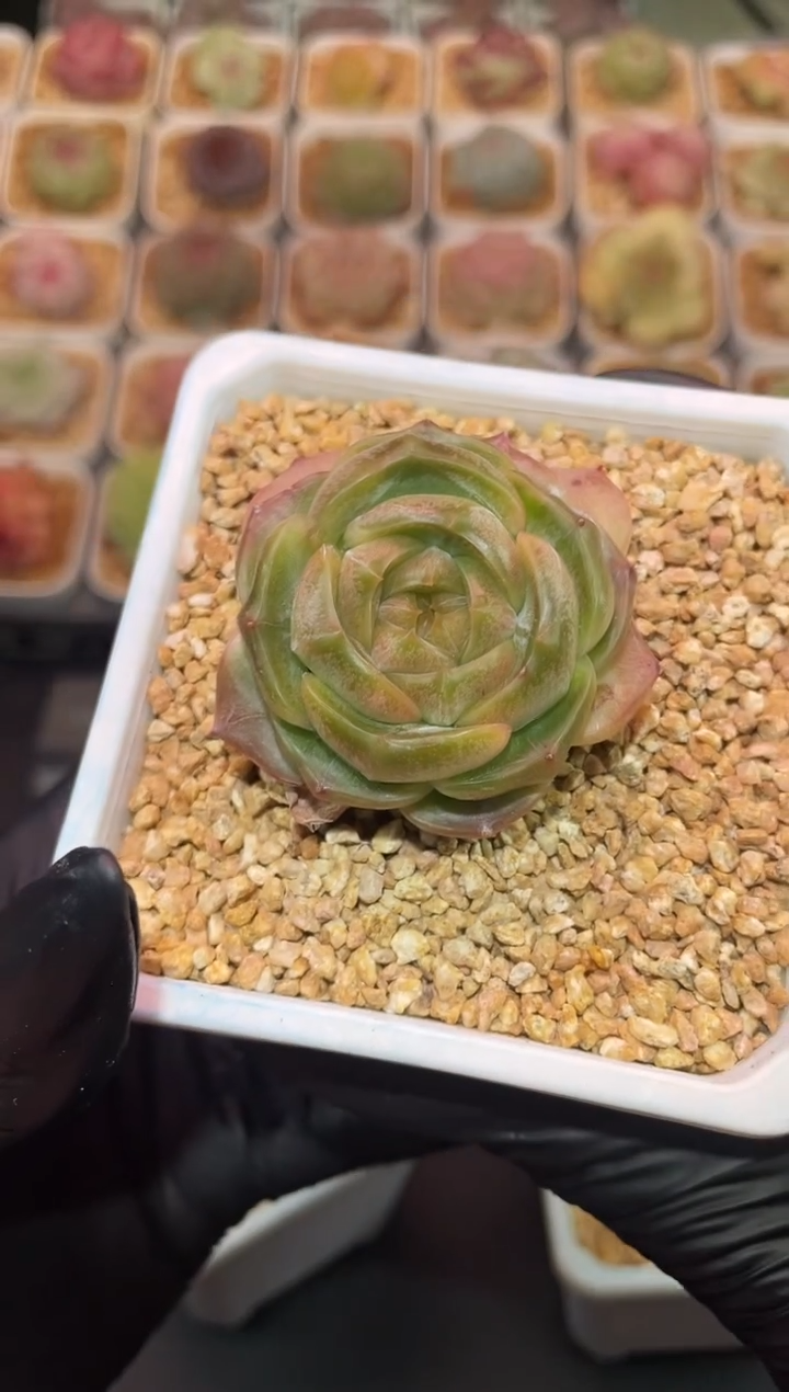 闪购402 金色光芒多肉一颗  