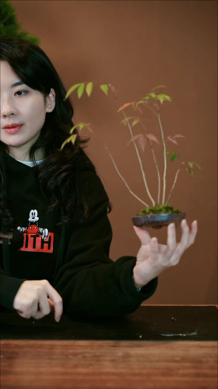 【闪购商品】盆景小槭树