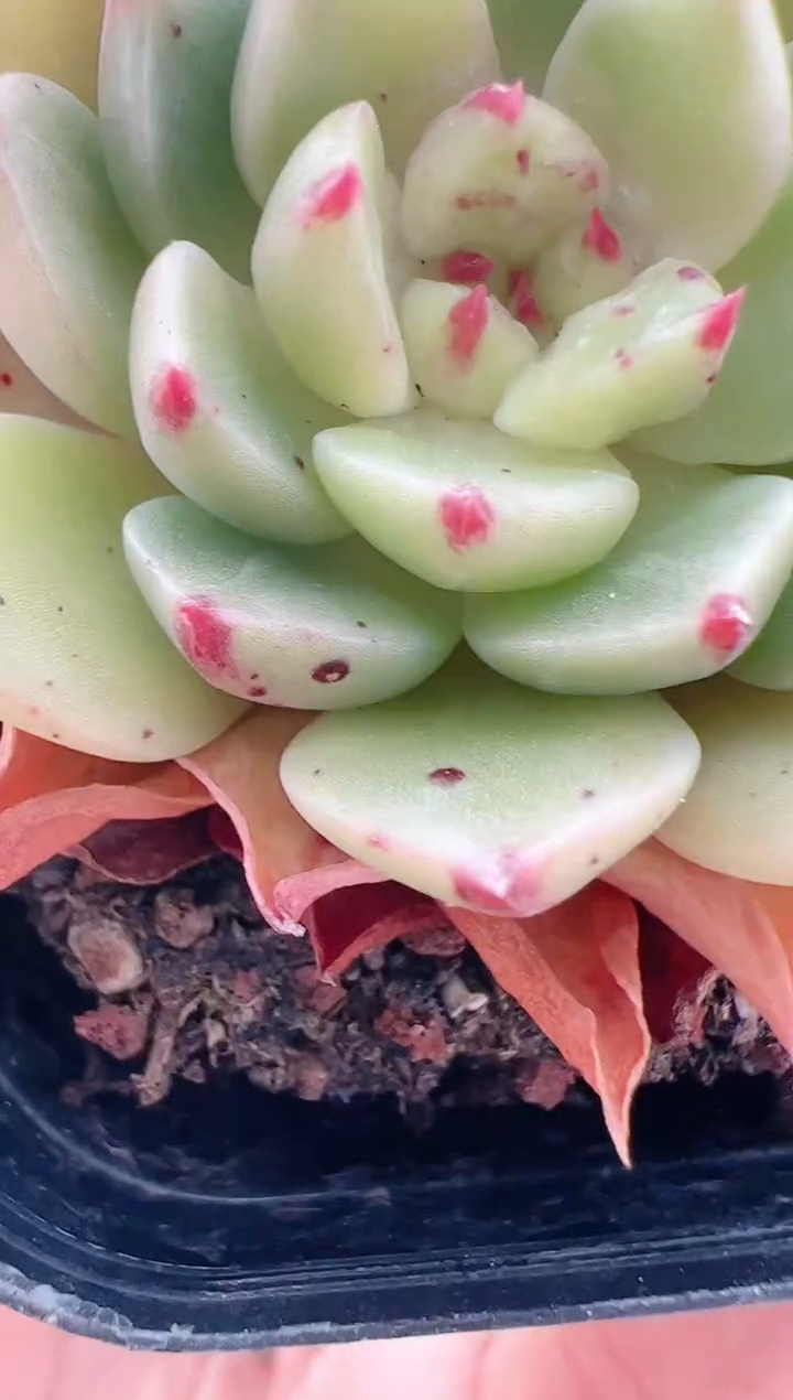 【闪购商品】新-17