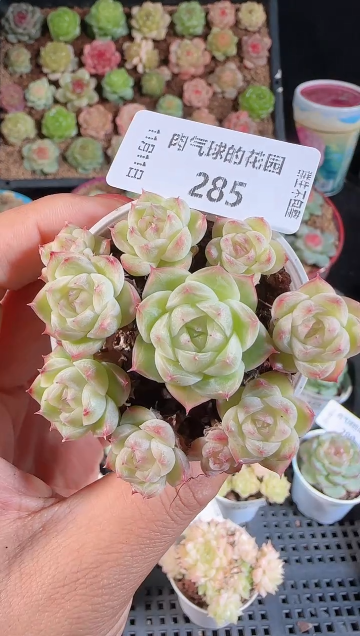 1111-285群生不包整