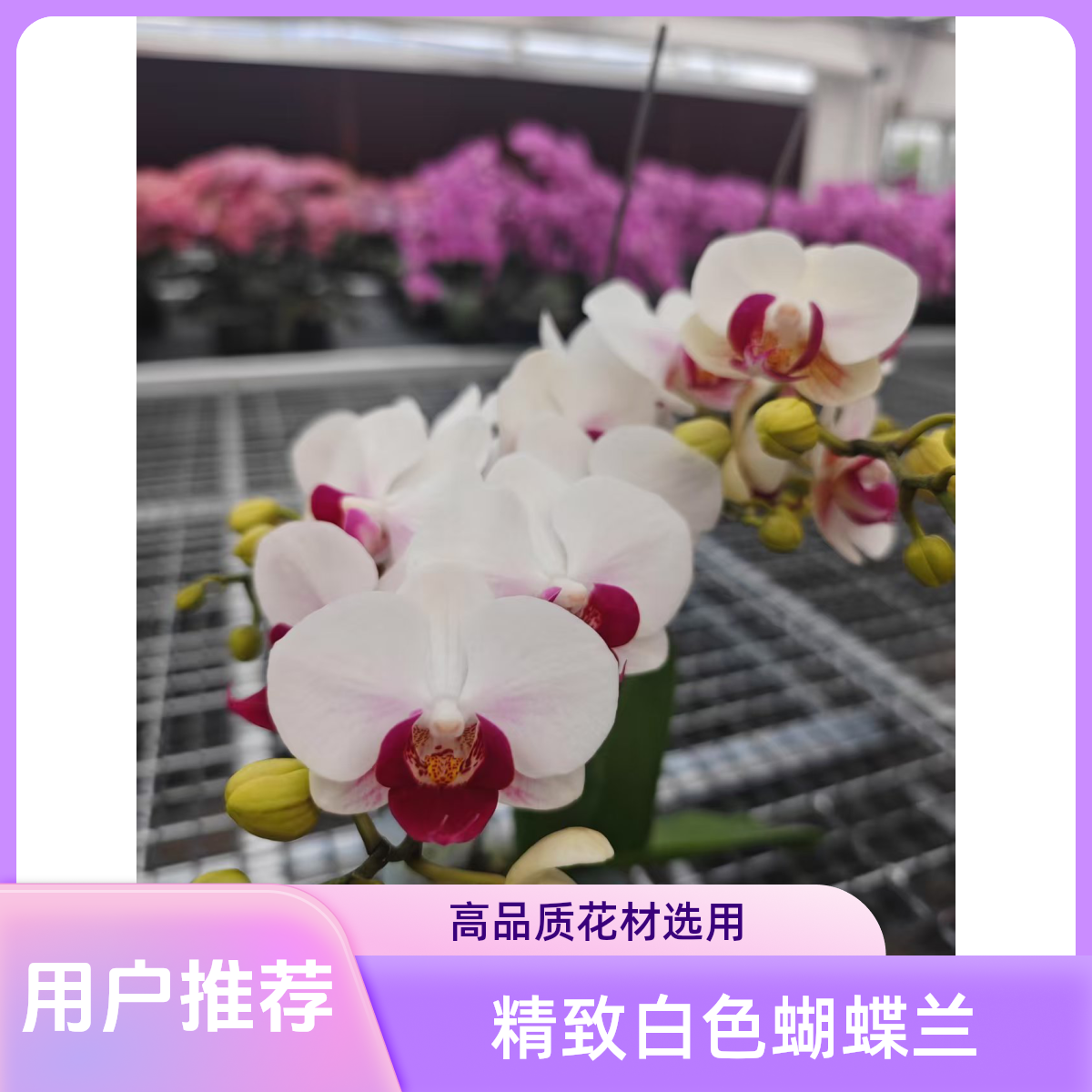 《避风港》蝴蝶兰避风港带花室内办公室美观盆栽花卉易成活 双花剑