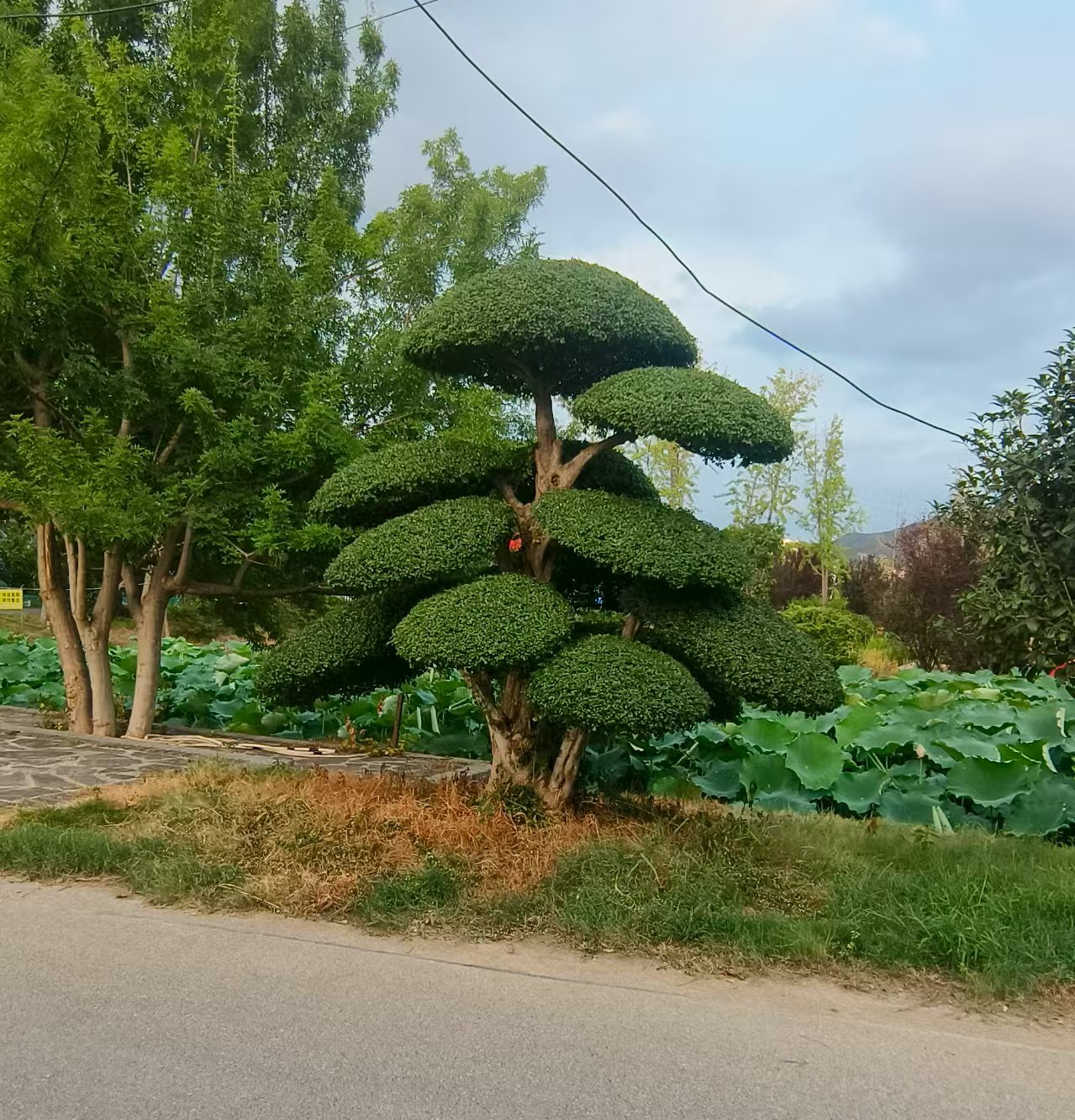 盆景对节白蜡园林绿化直播