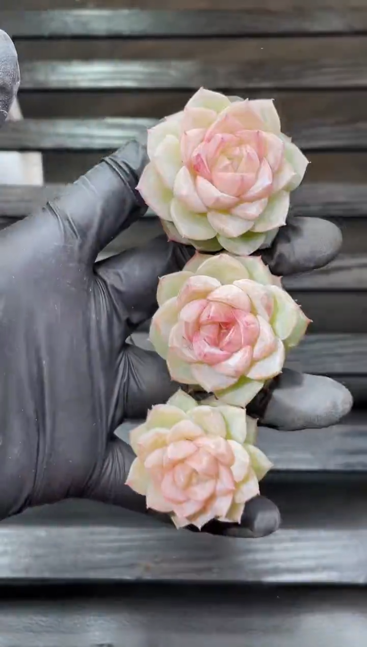 24-93爱染明王3-4厘米量拍发一颗