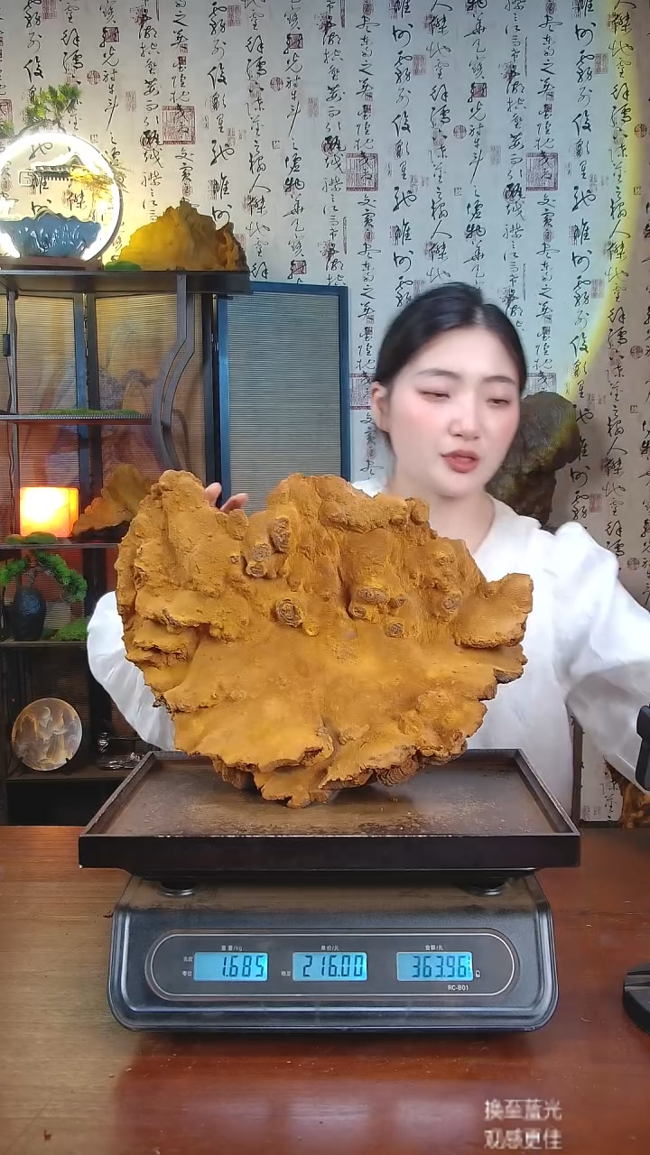 松针层孔菌中国大陆【藏区 野生】松树桑黄（3.37斤）40-50年份