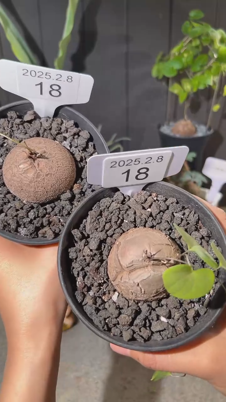 【闪购商品】南非龟甲龙2.8.18