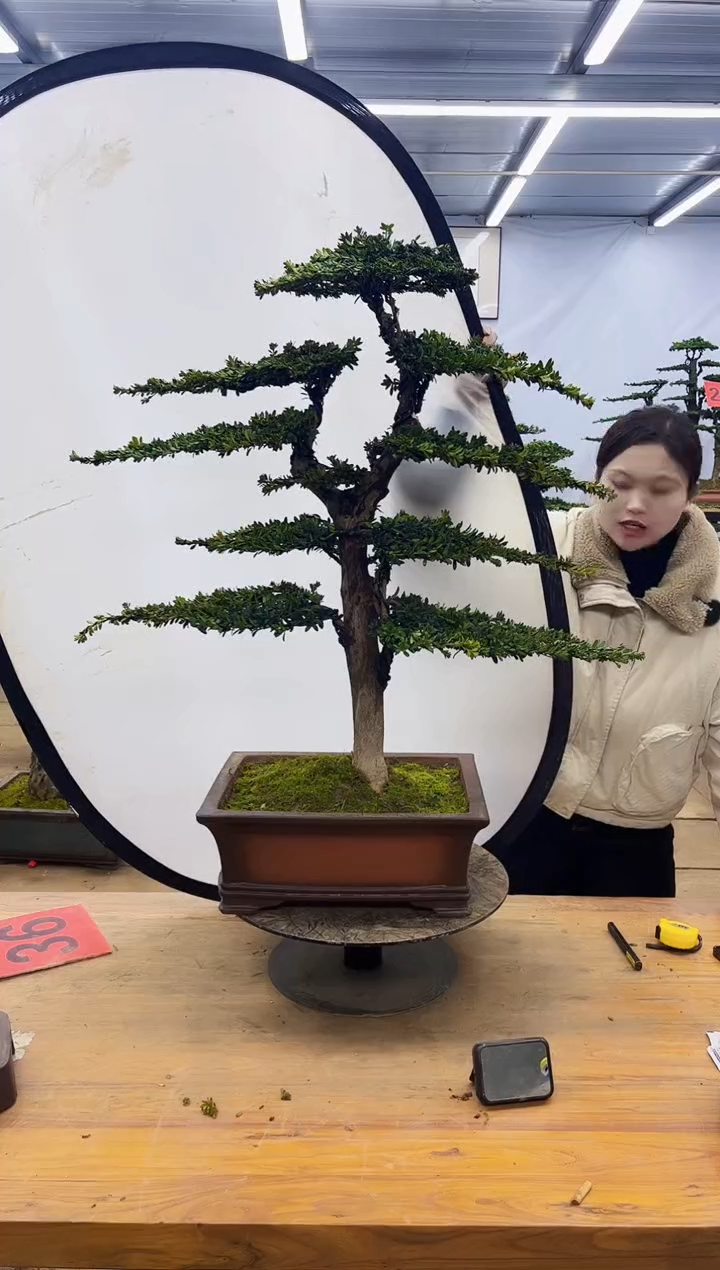 【闪购商品】高端盆景一物一拍，所见即所得