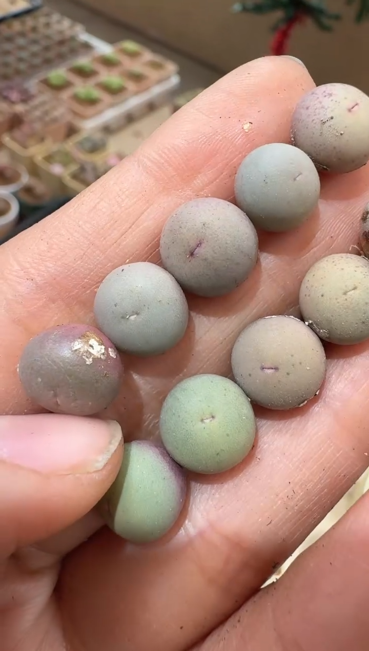 354多肉植物肉锥sh434优选定向V嘴一颗