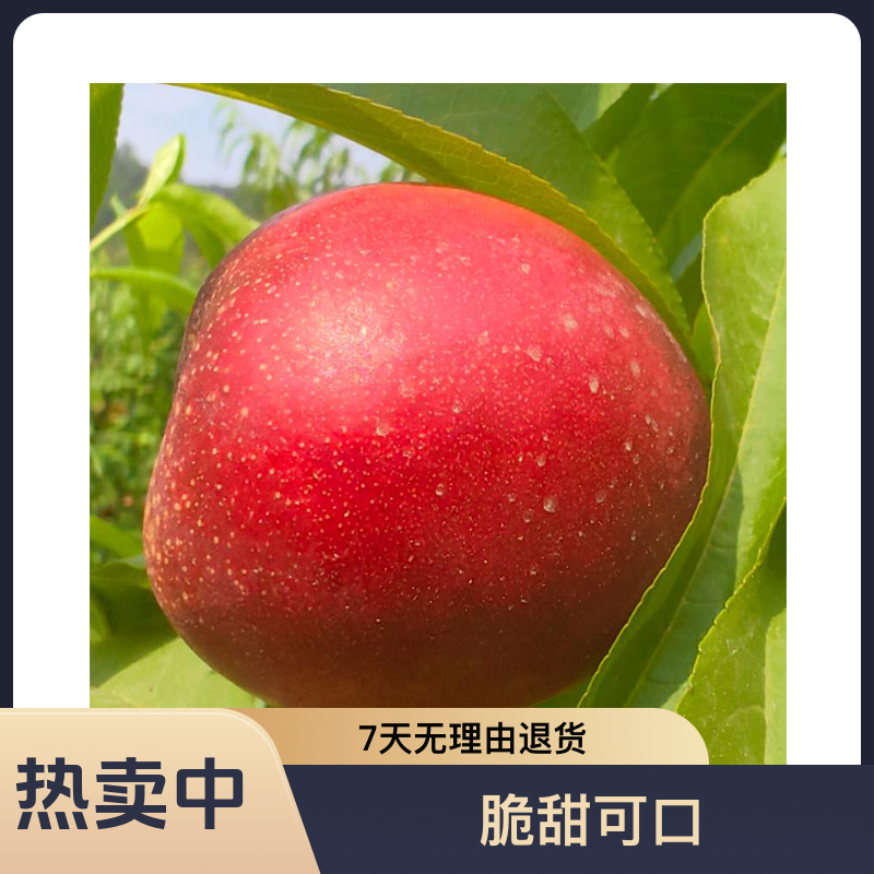 黑涞5月早黄肉无毛芽变新品种脆甜采摘故事可口好种平谷大桃世界