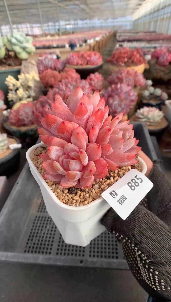 885雪天使一物一拍