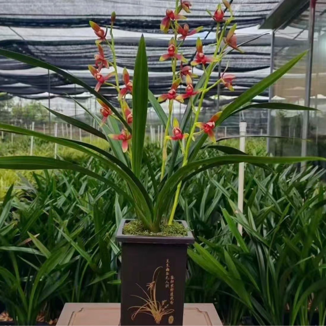 ［京东快递］中国红四季开花6-8苗室内阳台高端兰绿植盆栽产地直发