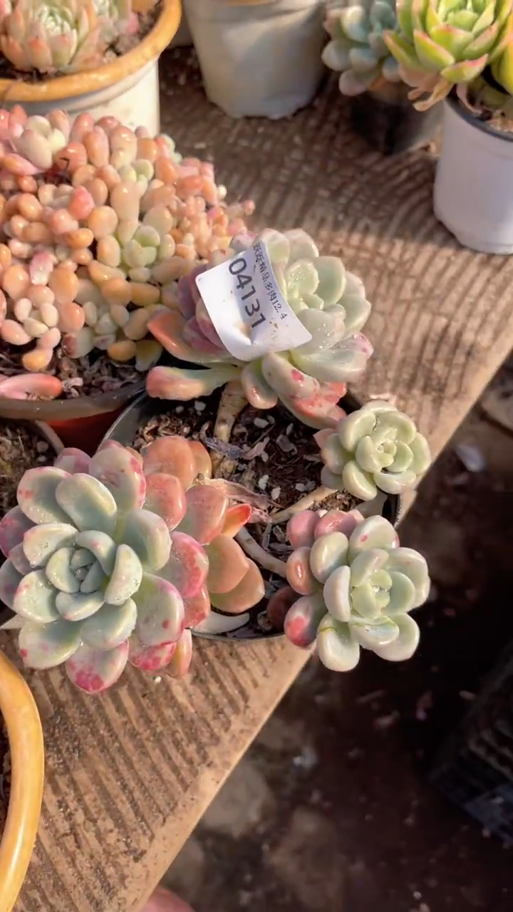 初*?跃跃精品多肉04131