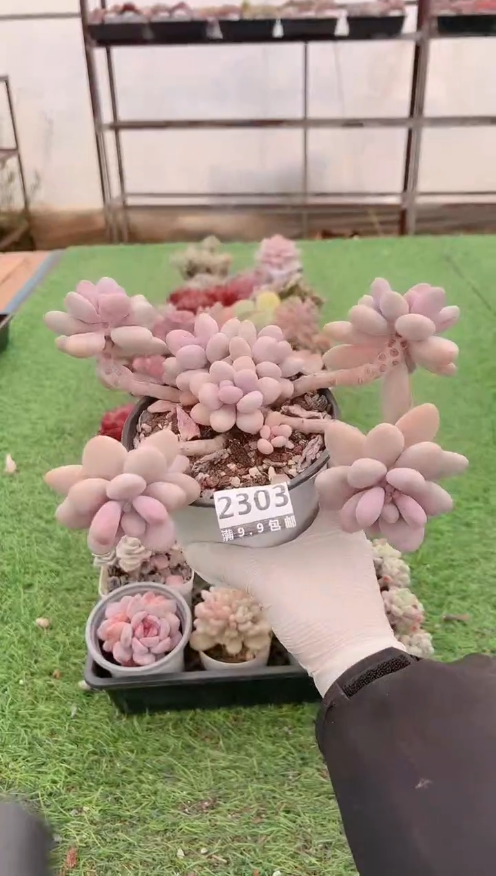 【闪购商品】信福多肉一物一拍