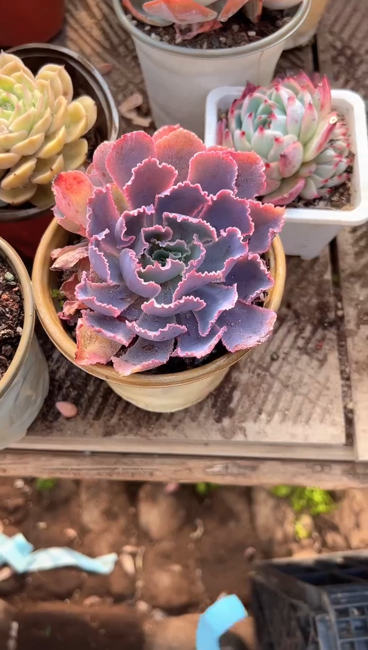 总****朕多肉植物一物一拍28316