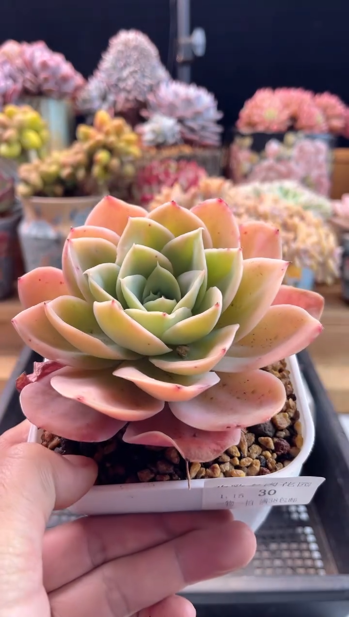 【闪购商品】1.15-30白雪公主白雪公主