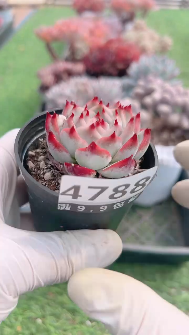 【闪购商品】信福多肉一物一拍