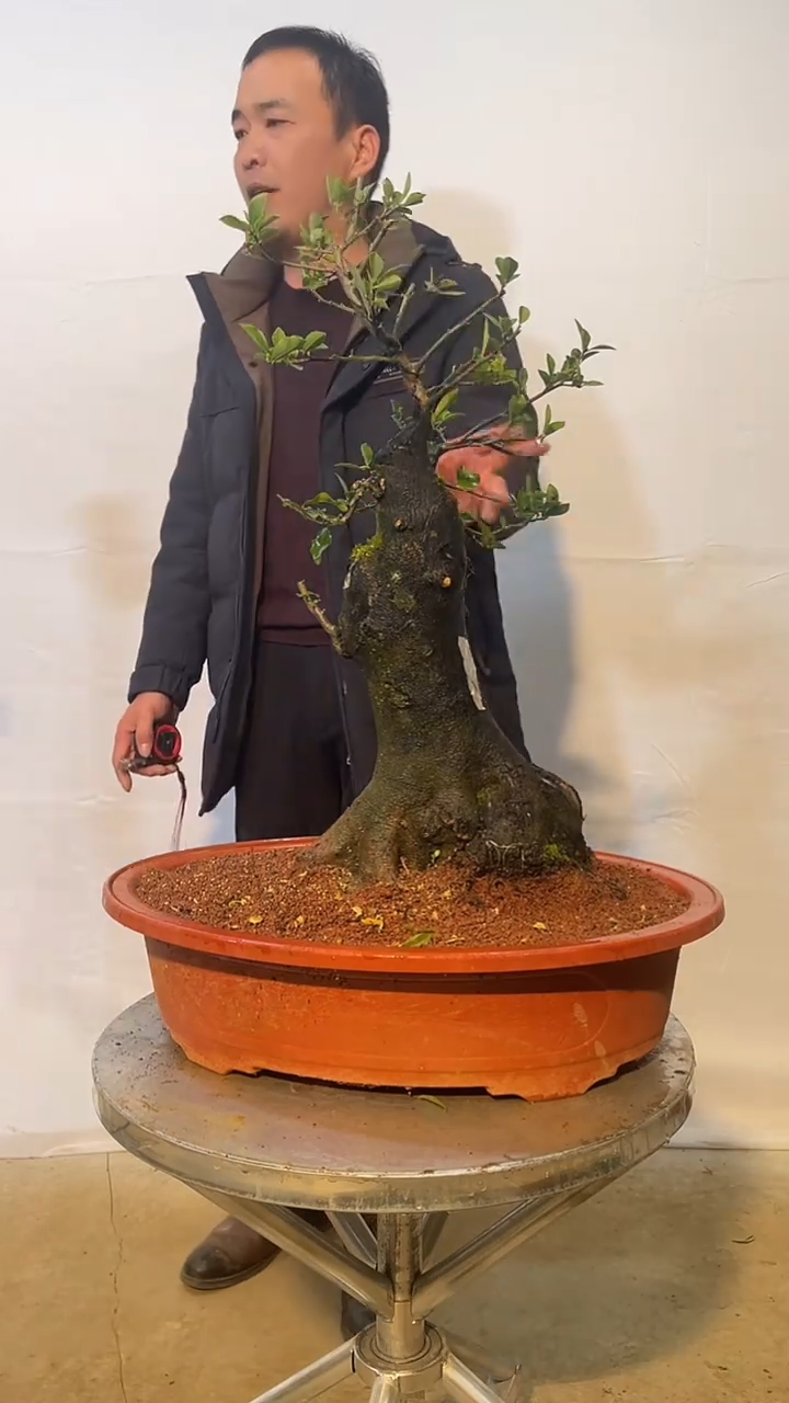 以实际为准金弹子 盆栽 盆景 一物一拍