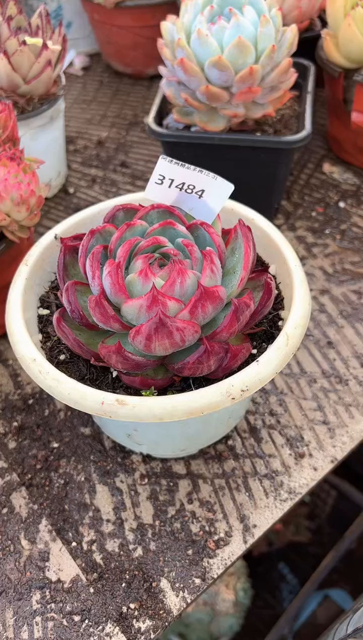 如*z多肉植物一物一拍31484