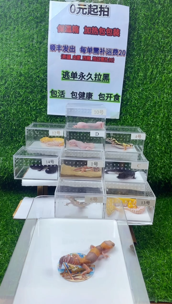 豹纹守宫豹纹守宫幼苗亚成体肥尾